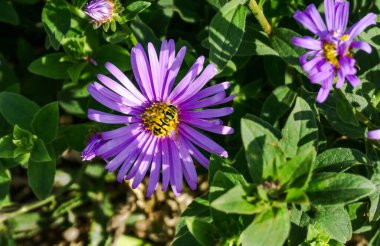 Arı Michaelmas papatyasında polen topluyor. Mavi yastık astarı bahçede çiçek açar, doğal güzellik arka planında.