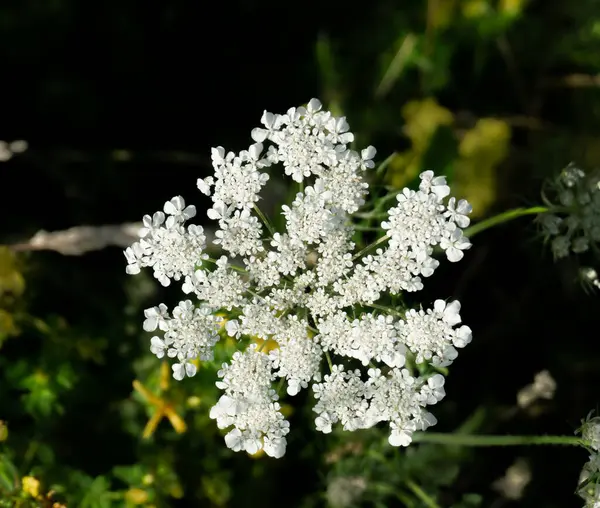 Daucus Carota Květ Divoké Mrkve — Stock fotografie