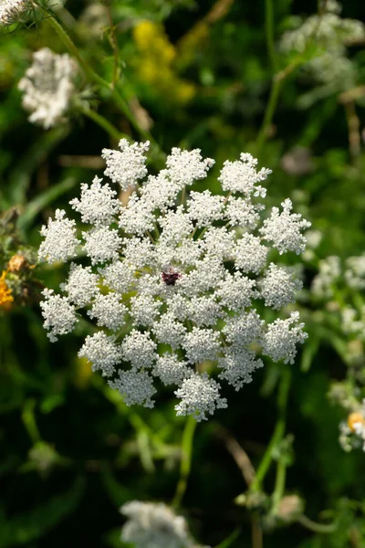 Daucus Carota Bunga Wortel Liar — Stok Foto