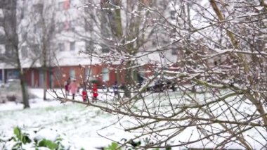  Kışın ağaçlara düşen kar taneleri. Mor çiçeklerle ağaçta kar yağışı. 