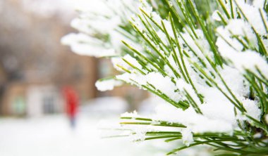 Soğuk bir kış gününde kırmızı elbiseli bir kızla karla kaplı çam ağacının dalına yaklaş. Bulanık ve sığ alan derinliği. kar yağışı.