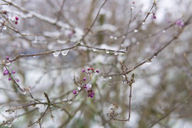 Kışın beyaz karla kaplı kırmızı multiflora gülü