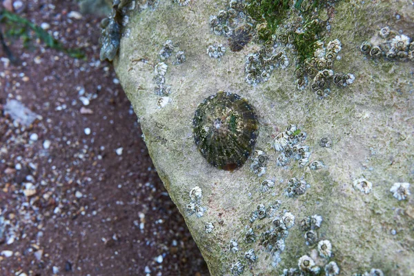Conchas Creciendo Una Roca Playa —  Fotos de Stock