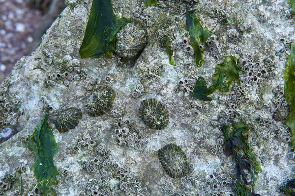 Conchas Creciendo Una Roca Playa —  Fotos de Stock