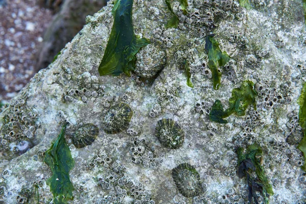 Shells Growing Rock Beach — Stock Photo, Image