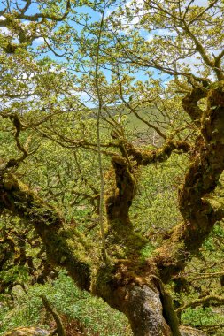 Wistmans ormanındaki eski meşe ağaçları. Batı Dart Vadisi. Dartmoor Ulusal Parkı, Devon, İngiltere, İngiltere