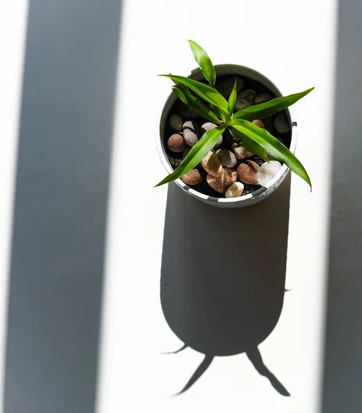 Plante Araignée Pot Blanc Sous Soleil Avec Réflexion Plantes Intérieur — Photo