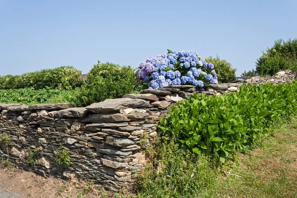 Blå hortensior i Galicien, Spanien — Stockfoto