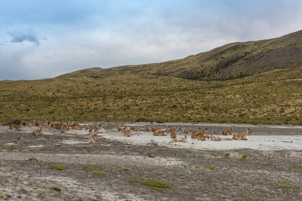 Troupeau Guanacos Couchés Patagonie Chili — Photo