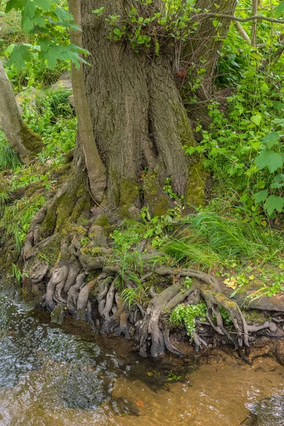 清流のほとりの木の根 — ストック写真