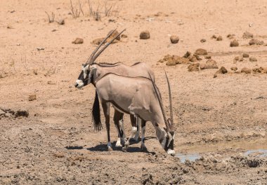 Kuzey Namibya 'daki su birikintisinde antilop içiyor.