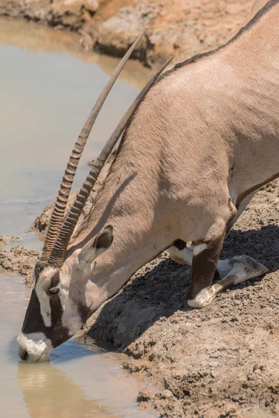 Oryx Antilope Drinken Bij Waterput Noord Namibië — Stockfoto