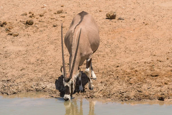 Oryx Antílope Bebendo Buraco Água Norte Namíbia — Fotografia de Stock