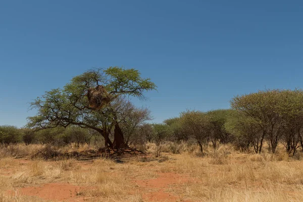 纳米比亚 群居的编织鸟 Philetairus Socius 在树枝上筑巢 — 图库照片