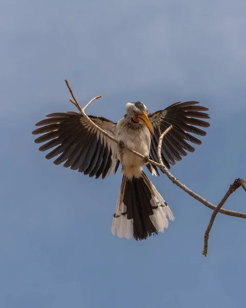 Südlicher Gelbschnabelhornvogel Tockus Leucomelas Auf Einem Ast Namibia — Stockfoto