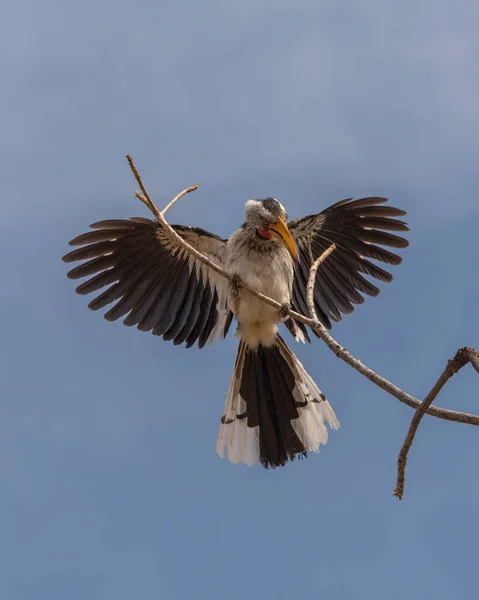 Gula Näbben Tockus Leucomelas Gren Namibia — Stockfoto