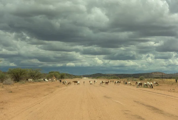 Stádo Koz Přecházejících Prašnou Silnici Namibie — Stock fotografie