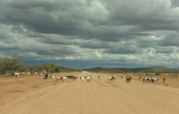 Uma Manada Cabras Atravessando Estrada Terra Namíbia — Fotografia de Stock