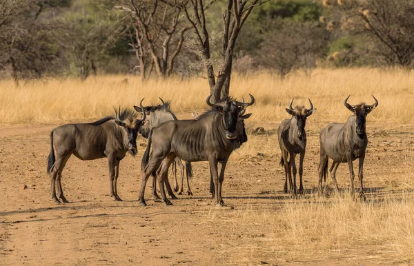 Gnus Stehen Als Kleine Gruppe Der Savanne Namibia — Stockfoto