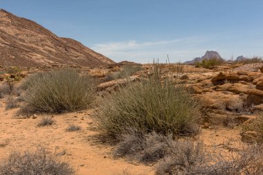 Milk Bush, Euphorbia gregaria, Spitzkoppe, Erongo, Namibya 'da
