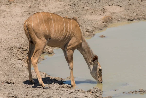 Női Nagyobb Kudu Tragelaphus Strepsiceros Ivás Egy Víznyelőben — Stock Fotó