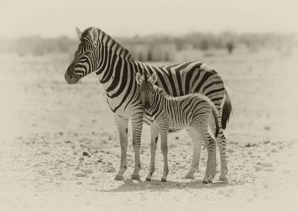 Mãe Criança Potro Zebra Etosha National Park Namíbia — Fotografia de Stock