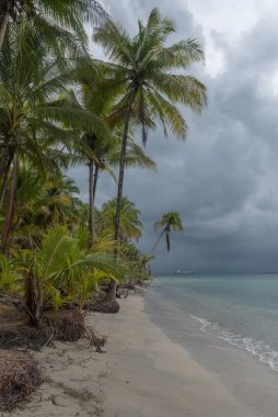 Bocas Del Toro, Panama 'daki denizyıldızı plajı.