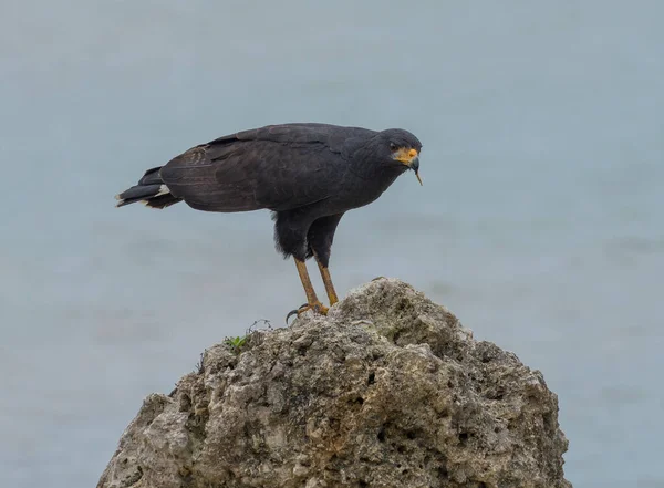 Великий Чорний Яструб Buteogallus Urubitinga Bocas Del Toro Panama — стокове фото