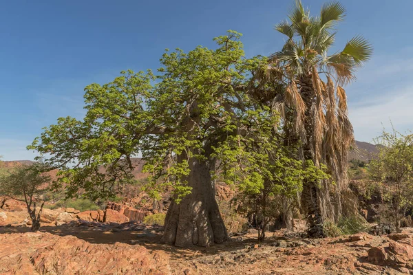 Paysage Sur Les Rives Rivière Kunene Rivière Frontière Entre Namibie — Photo