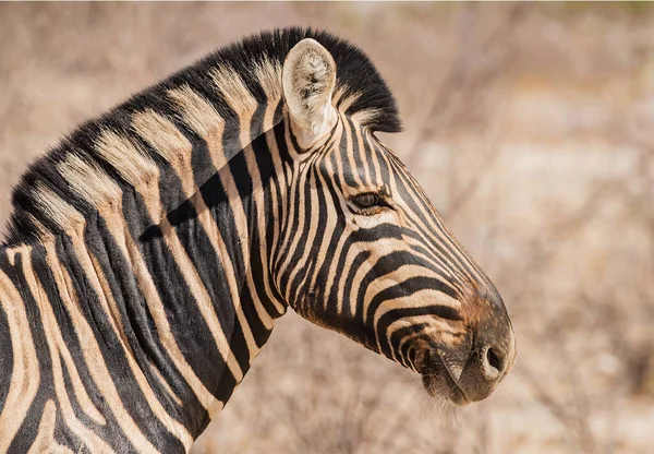 Close Cabeça Uma Zebra Planícies Equus Burchellii Namíbia — Fotografia de Stock