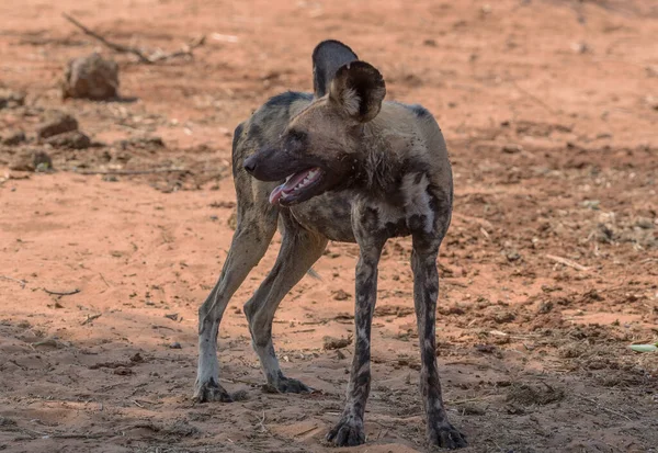 Afrykański Dziki Pies Lycaon Pictus Delcie Okavango Moremi Game Park — Zdjęcie stockowe