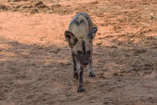 Afrikai Vadkutya Lycaon Pictus Okavango Delta Moremi Game Parkban Botswanában — Stock Fotó