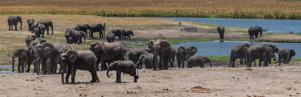 Troupeau Éléphants Sur Rivière Chobe Dans Parc National Chobe Botswana — Photo