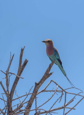 Renkli Leylak Göğüslü Yuvarlak (Coracias caudatus) Namibya 'daki Khaudum Ulusal Parkı' nda bir şube üzerine