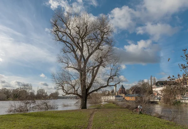 Paisaje Invernal Del Río Main Nidda Cerca Frankfurt Hochst — Foto de Stock