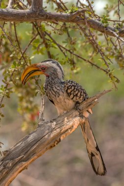 Güney sarı gagalı boynuz gagalı, Tockus löcolas, bir dalda, Namibya