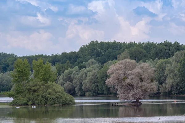 Santuario Europeo Aves Reserva Natural Kuehkopf Knoblochsaue Alemania —  Fotos de Stock