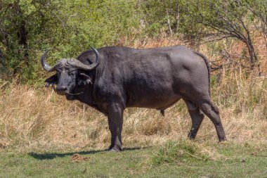 Afrika bufalosu, Syncerus caffer, Okavango Deltası 'nın kuru çimlerinde, Botswana
