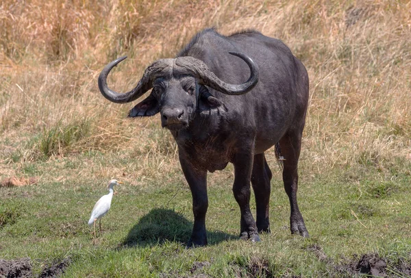 Afrikai Bölény Syncerus Caffer Okavango Delta Száraz Fűjében Botswanában — Stock Fotó