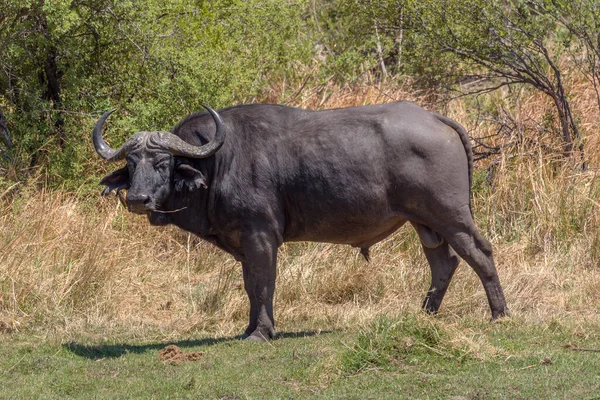 Afrikansk Buffel Syncerus Caffer Det Torra Gräset Okavango Delta Botswana — Stockfoto