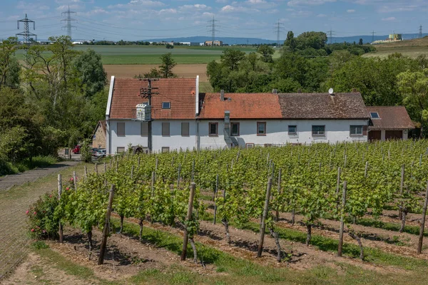 Fiorsheim Germania Luglio 2017 Ristorante Wiesenmuele Con Vigneto Floersheim Assia — Foto Stock