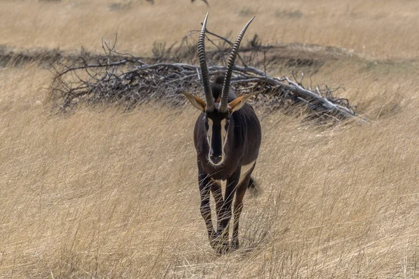 Sable Antílope Grama Alta Dia Ensolarado Namíbia — Fotografia de Stock