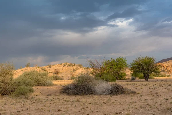 Krajina Suché Savany Severozápadě Windhoeku Namibie — Stock fotografie