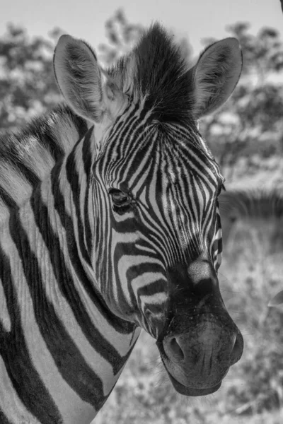 Närbild Den Vackra Zebra Huvud Boteti Floden Botswana — Stockfoto