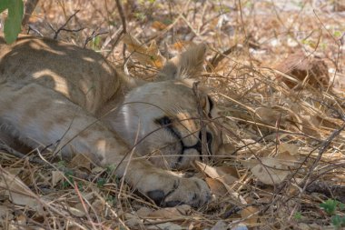 Dişi aslan, Botswana Chobe Ulusal Parkı 'nda gölgede uyuyor.