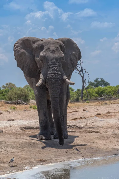 Elefante Único Fica Frente Buraco Rega Parque Nacional Chobe Botsuana — Fotografia de Stock