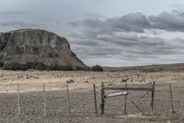 プンタ アレナスの北の牧草地に羊の群れ パタゴニア — ストック写真