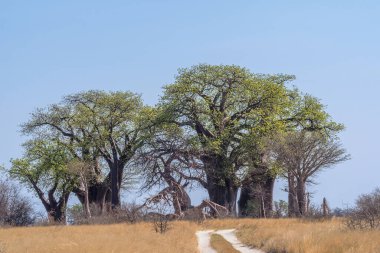Nxai Pan, Botswana boyunca eski baobab ağaçları