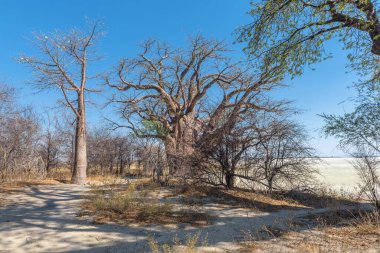 Nxai Pan, Botswana boyunca eski baobab ağaçları