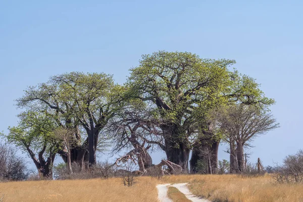 博茨瓦纳Nxai Pan一带的老猴面包树 — 图库照片